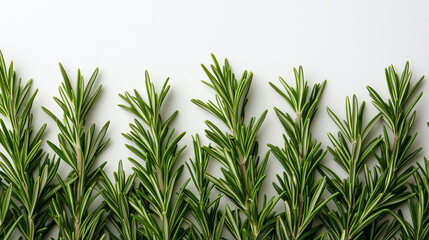 Obraz premium Detailed view of rosemary sprigs emphasizing their unique textures and shapes.