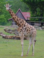 giraffe standing in front of a house