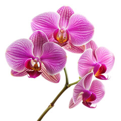 Obraz premium pink orchid isolated on white