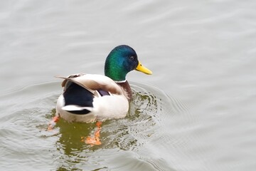A duck swims in the water. Selective focus.