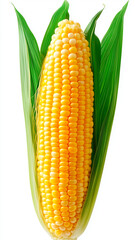 A vertical full corn, pure white background, product photography, fresh 4k, high resolution, 