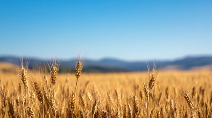 Naklejka premium Golden wheat field stretching under a clear blue sky with majestic mountains in the background : Generative AI