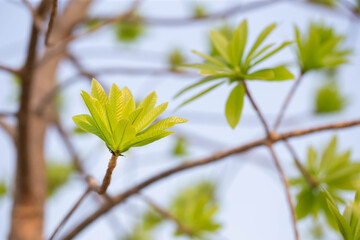 Young leaves of Cannonball tree (widely known in Asia and Thailand as Sala Langka tree), appears in the biography of the Lord Buddha