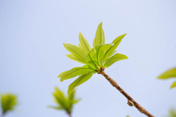 Young leaves of Cannonball tree (widely known in Asia and Thailand as Sala Langka tree), appears in the biography of the Lord Buddha