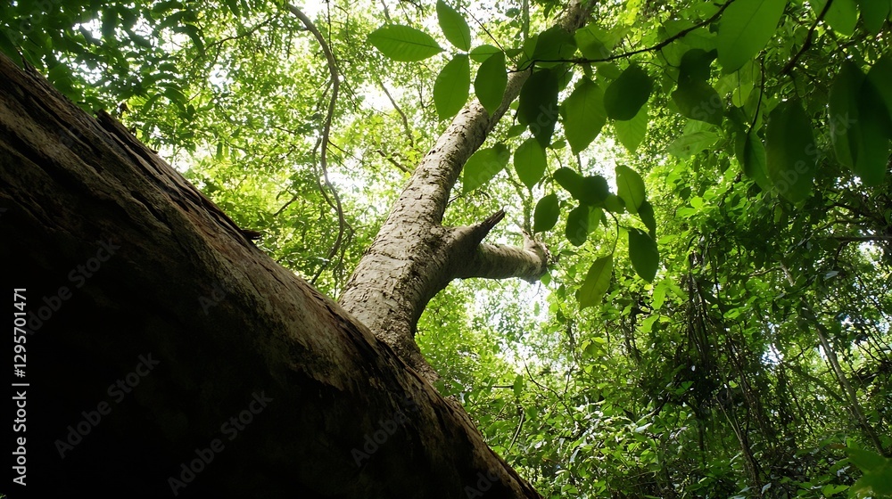 Aufkleber lush green forest view through the canopy with sunlight filtering through leaves : generative ai
