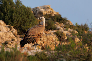 Buitre leonado gyps fulvus posado en el Alt de les Pedreres de Alcoy durante el amanecer, España