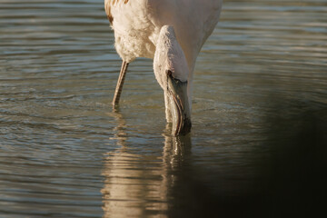 Flamenco común joven con luz lateral del sol se alimenta en las salinas de Calpe, España