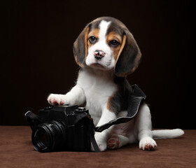 Cute little beagle puppy with photo camera