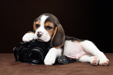 Cute little beagle puppy with photo camera
