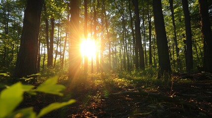 Fototapeta premium Sunrise Filtering Through Dense Green Forest Creating a Serene Natural Scene : Generative AI