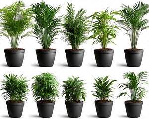 Fototapeta premium Assorted potted palm trees against white background