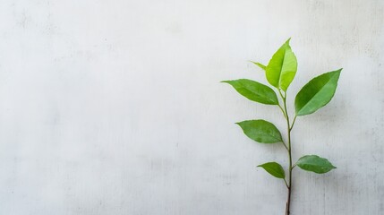 Elegant green plant branch against a minimalist textured background symbolizing growth sustainability and nature : Generative AI