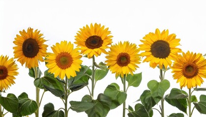 Fototapeta premium Bright yellow sunflower stems with green leaves 