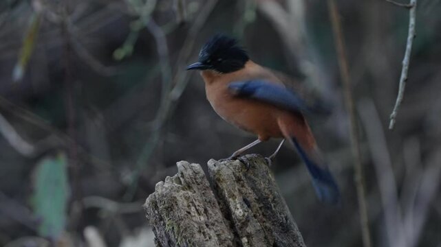 Rufous Sibia bird in nepal