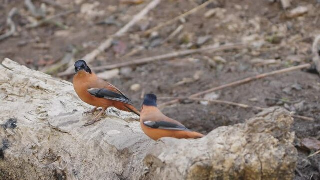 Rufous Sibia bird in nepal