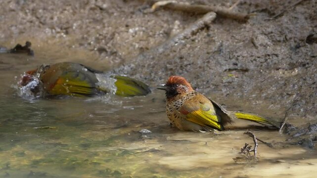 Chestnut-crowned laughingthrush bird playing in water