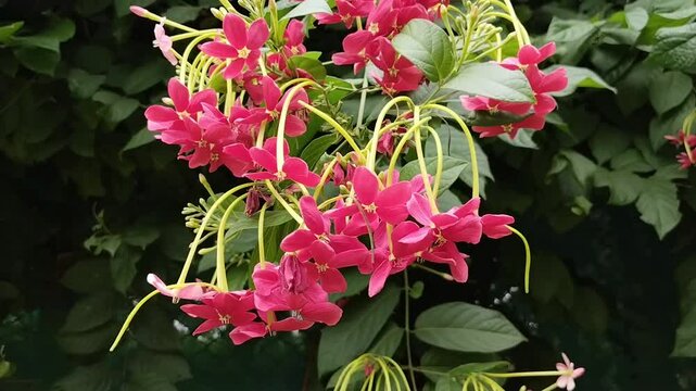 combretum indicum also known as (the rangoon creeper), hanging flowers cluster 