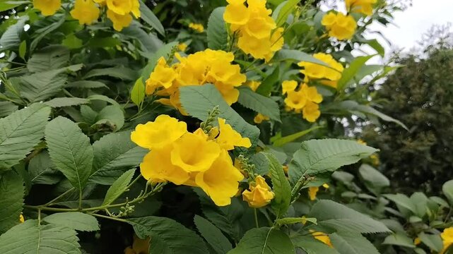 Yellow elder, Yellow bells, or Trumpetflower, Scientific name is Tecoma stans. 