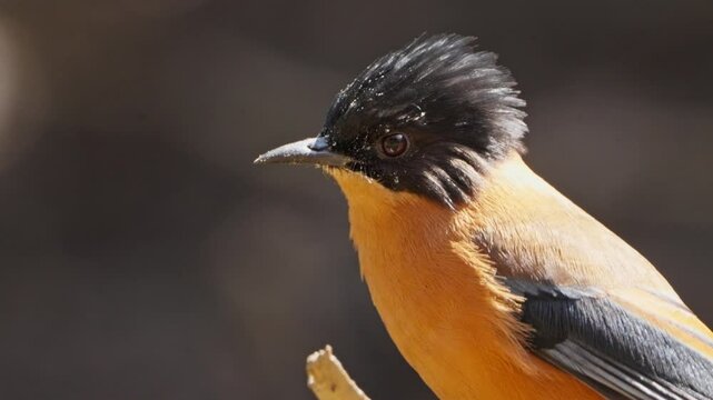 Rufous Sibia bird in nepal