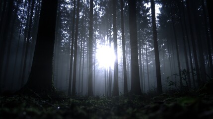 Mysterious Forest Scene Illuminated by Soft Sunlight Through Misty Trees : Generative AI