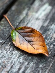 Closeup of a brown and green leaf resting on weathered wooden surface illuminated by soft natural light : Generative AI