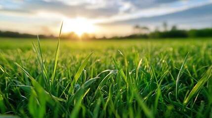Fototapeta premium Vibrant Green Grass Under Bright Sky at Sunset with Sunlight Creating a Warm Atmosphere : Generative AI