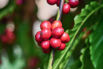 Close-Up of Ripe Red Coffee Cherries on a Branch with Vibrant Green Leaves in a Lush Plantation Setting
