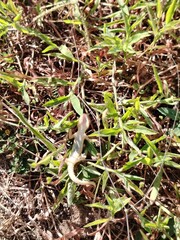 Dead lizards on the grass 