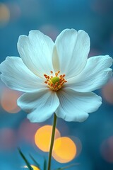 Fototapeta premium A single white flower with a yellow center on a blue background