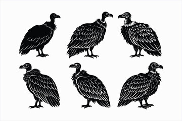 Set of Vulture bird vector illustration.
