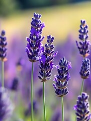 Fototapeta premium Vibrant Lavender Flowers Blooming in a Sunny Meadow : Generative AI