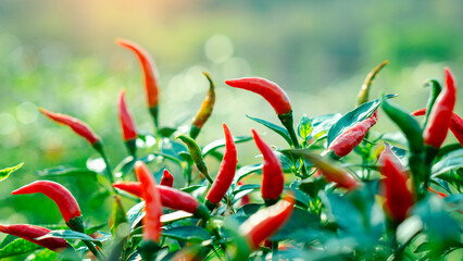 Chili garden, Chili agriculture industry, Organic chili garden