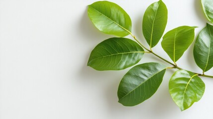 Fototapeta premium Capturing nature's greenery tree branch closeup lush environment leafy details