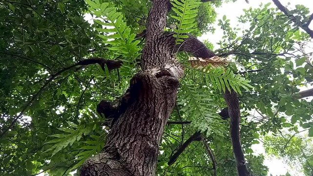 Polypodiophyta, Basket fern, that grows on tree trunks