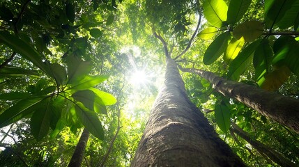 Fototapeta premium Stunning View of Lush Green Rainforest Canopy with Sunlight Streaming Through Trees : Generative AI