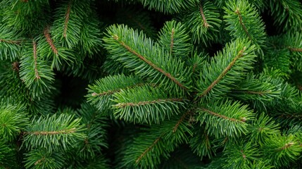 Lush pine tree branches closeup forest nature photography green environment macro view woody detail
