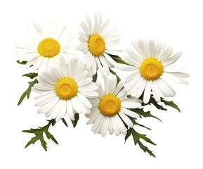 Fototapeta premium PNG Chamomile flowers background daisies daisy.
