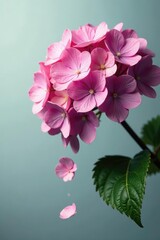 Fototapeta premium Fragile and wilting hydrangea petals drop off, hydrangea, petals