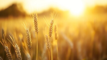 Golden wheat field glimmering in sunlight during the harvest season : Generative AI