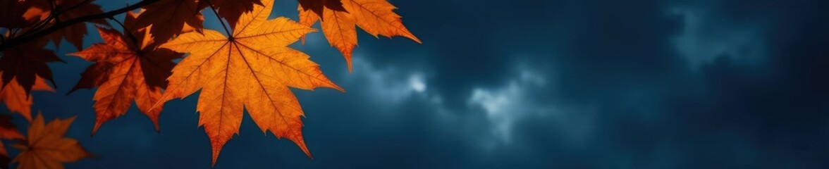 Golden maple leaves shine against a dark and stormy night sky, leaf, isolated, shadows
