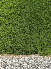 Hecke - grüner Hintergrund mit Textfreiraum