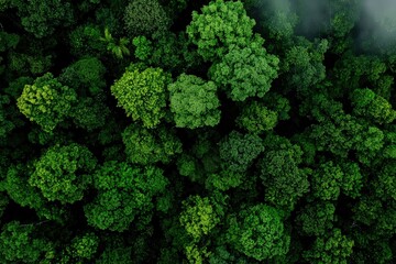 Aerial view of a rainforest canopy, lush green treetops stretching endlessly, morning mist rising from the jungle