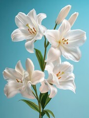 Fototapeta premium white spring flowers on blue background