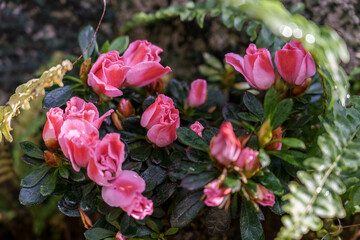 Close-up photo of pink azalea(Rhododendron indicum) flowers in bloom.