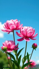 Fototapeta premium Pink peony flowers against a clear blue sky with clouds, flowers, blooming, garden