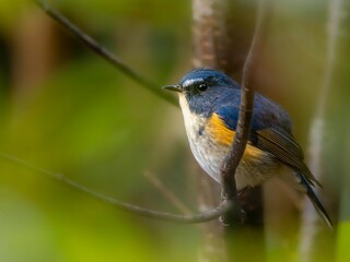 森の中の木陰で枝に留まって周りを見渡しているルリビタキの雄