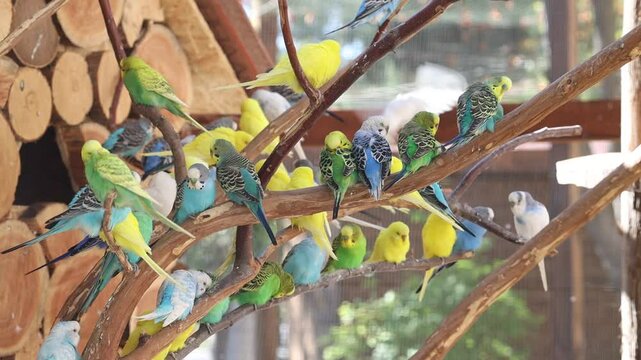 Group of budgies birds and lovebirds sit on a tree in a cage outside. Many colorful little parrots at the zoo.