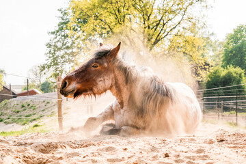 beautiful Belgium draft horse in the dust paddock paradise happy equine
