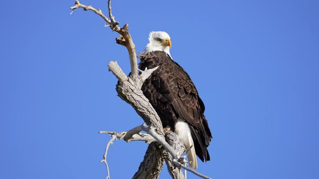 Bald Eagle perched in a tree with cracked beak on sunny blue sky day.