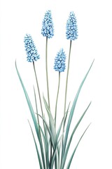 Naklejka premium Blue muscari flowers on long stems against